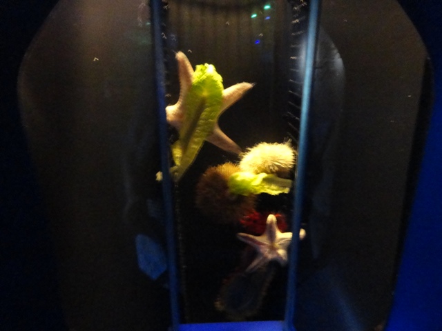 Journey to the Reef - Magnifier Options Exhibit