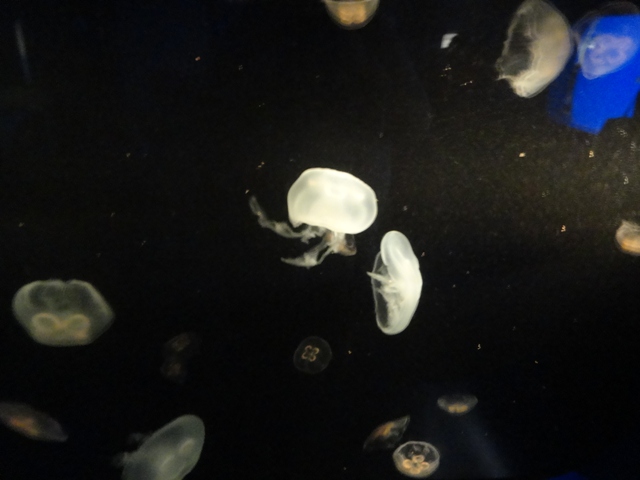 Journey to the Reef - Moon Jelly Exhibit