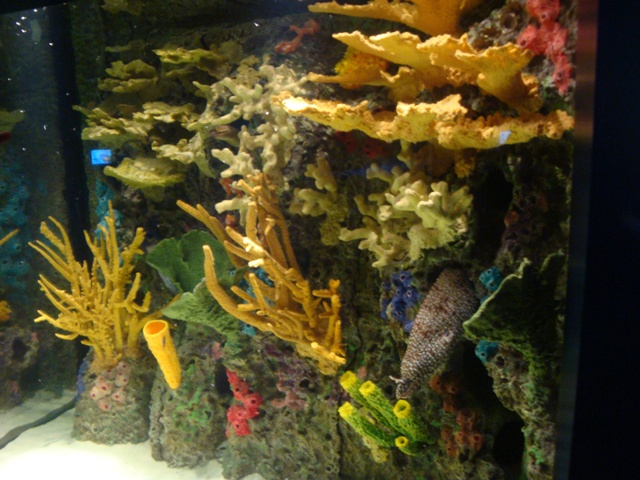 Journey to the Reef - Moray Eels and Cleaning Symbiosis Exhibit