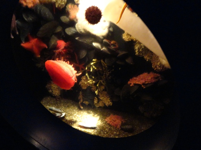 Journey to the Reef - Northwest Pacific Coast Community Exhibit