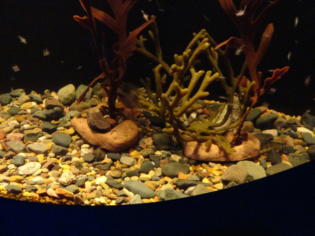 Journey to the Reef - Pot-Bellied Seahorse Exhibit