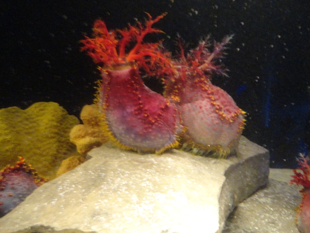 Journey to the Reef - Sea Apple and Starfish Exhibit
