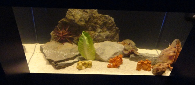 Journey to the Reef - Slipper Lobster & Urchin Exhibit