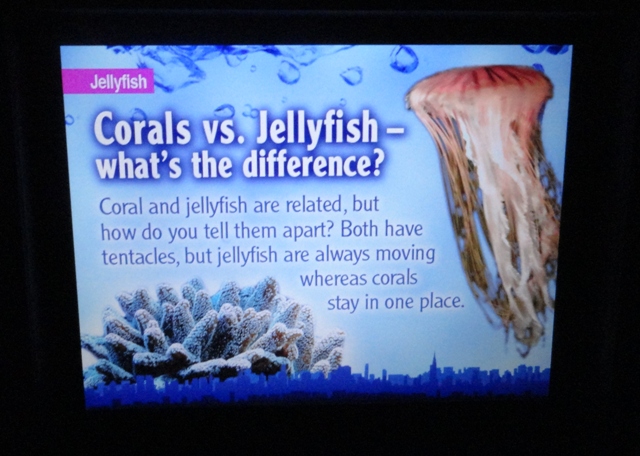 Journey to the Reef - Species Sign Example