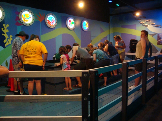 Journey to the Reef - Touch Tank