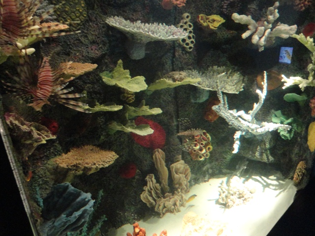 Journey to the Reef - Venomous Fishes and Invaders Exhibit