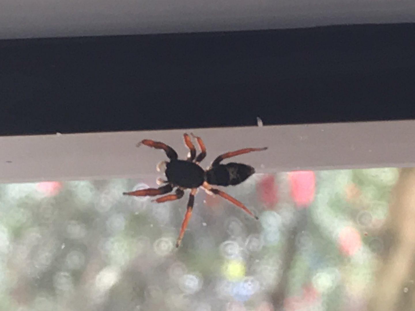 Jovial Jumping Spider (Apricia jovialis)