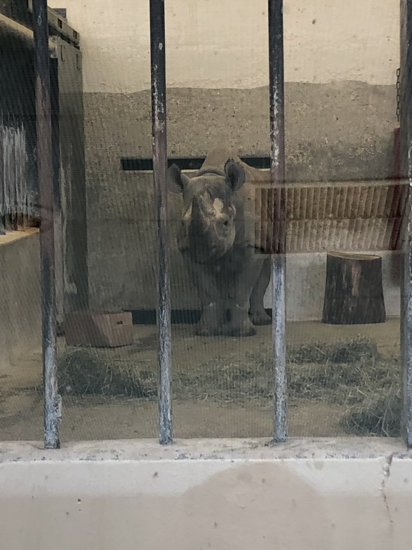 "Jozi" the Black Rhino