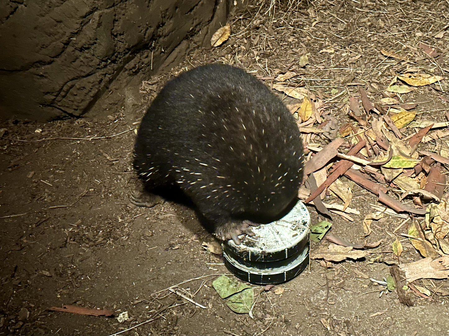 JR (Eastern Long-beaked Echidna)