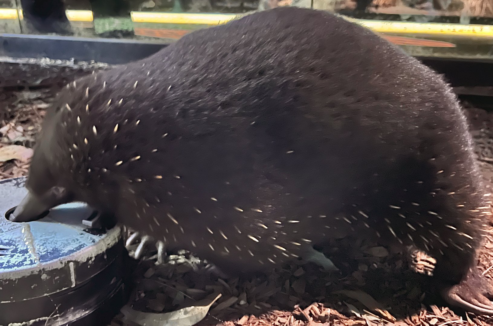 ‘JR’ the Eastern Long-Beaked Echidna (Zaglossus bartoni)