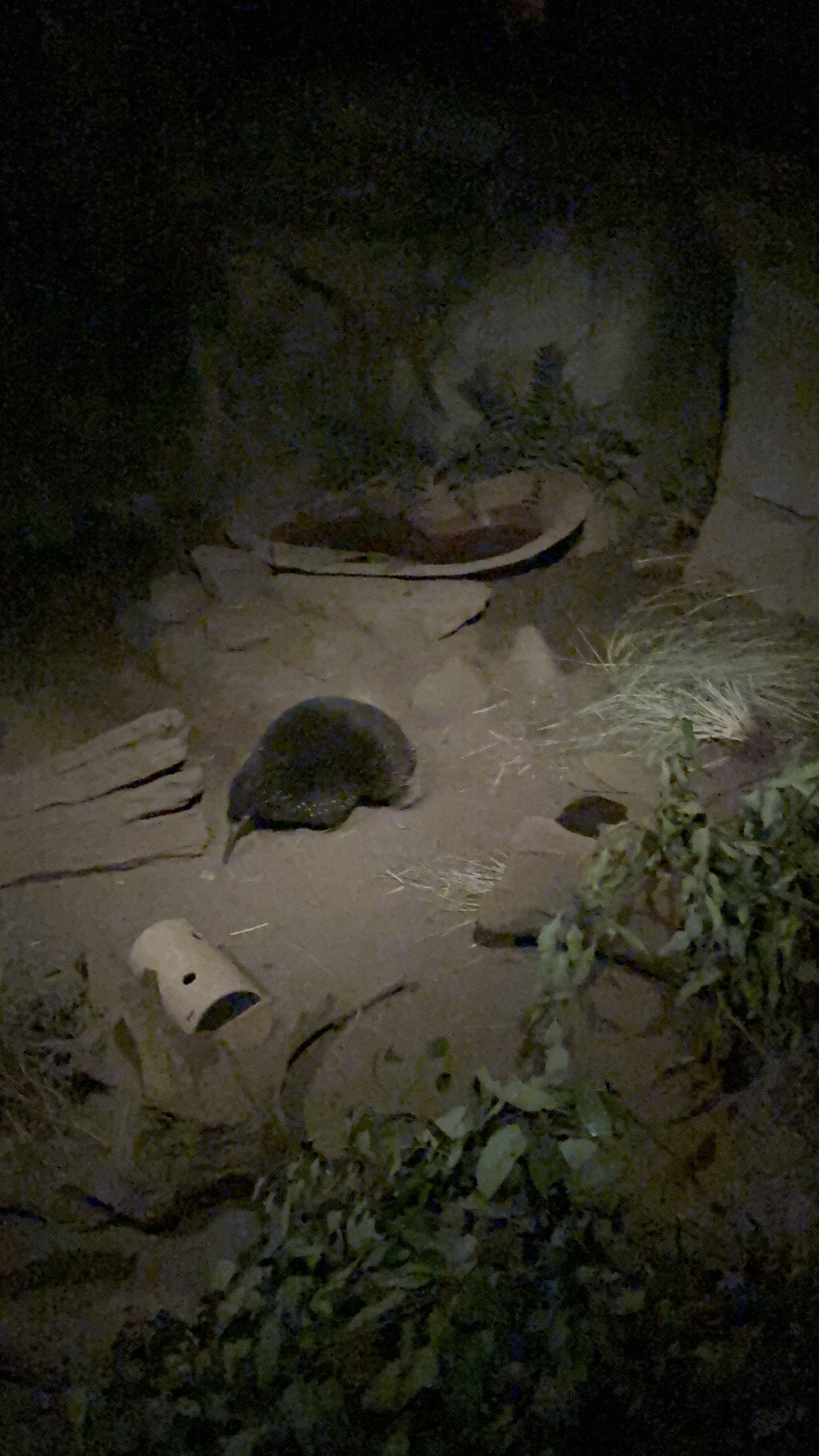 JR the long-beaked echidna