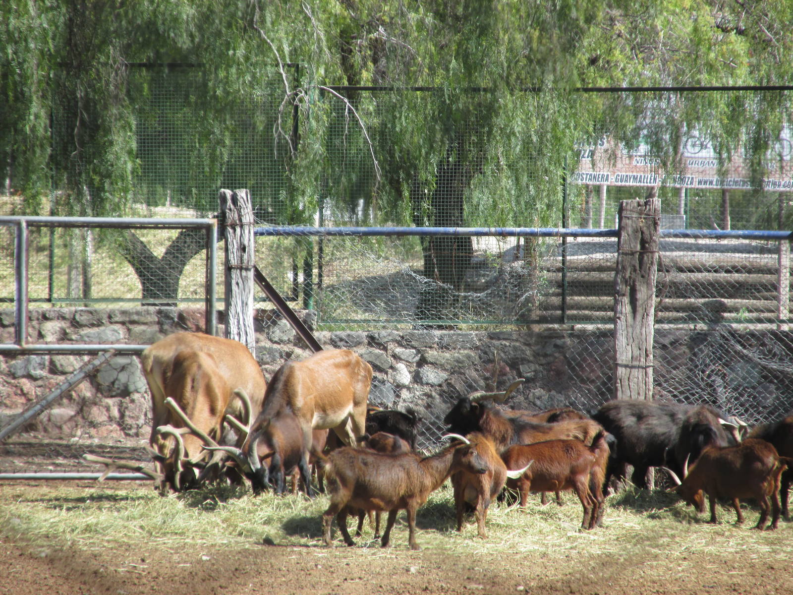 juan fernandez goats and red deer mendoza zoo
