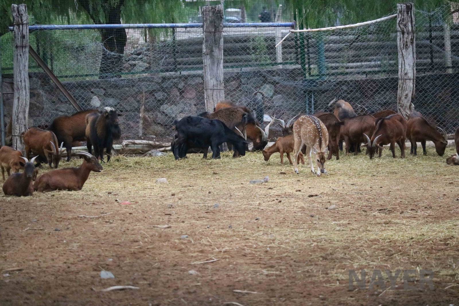 Juan Fernandez goats - Mendoza Zoo, April 2016