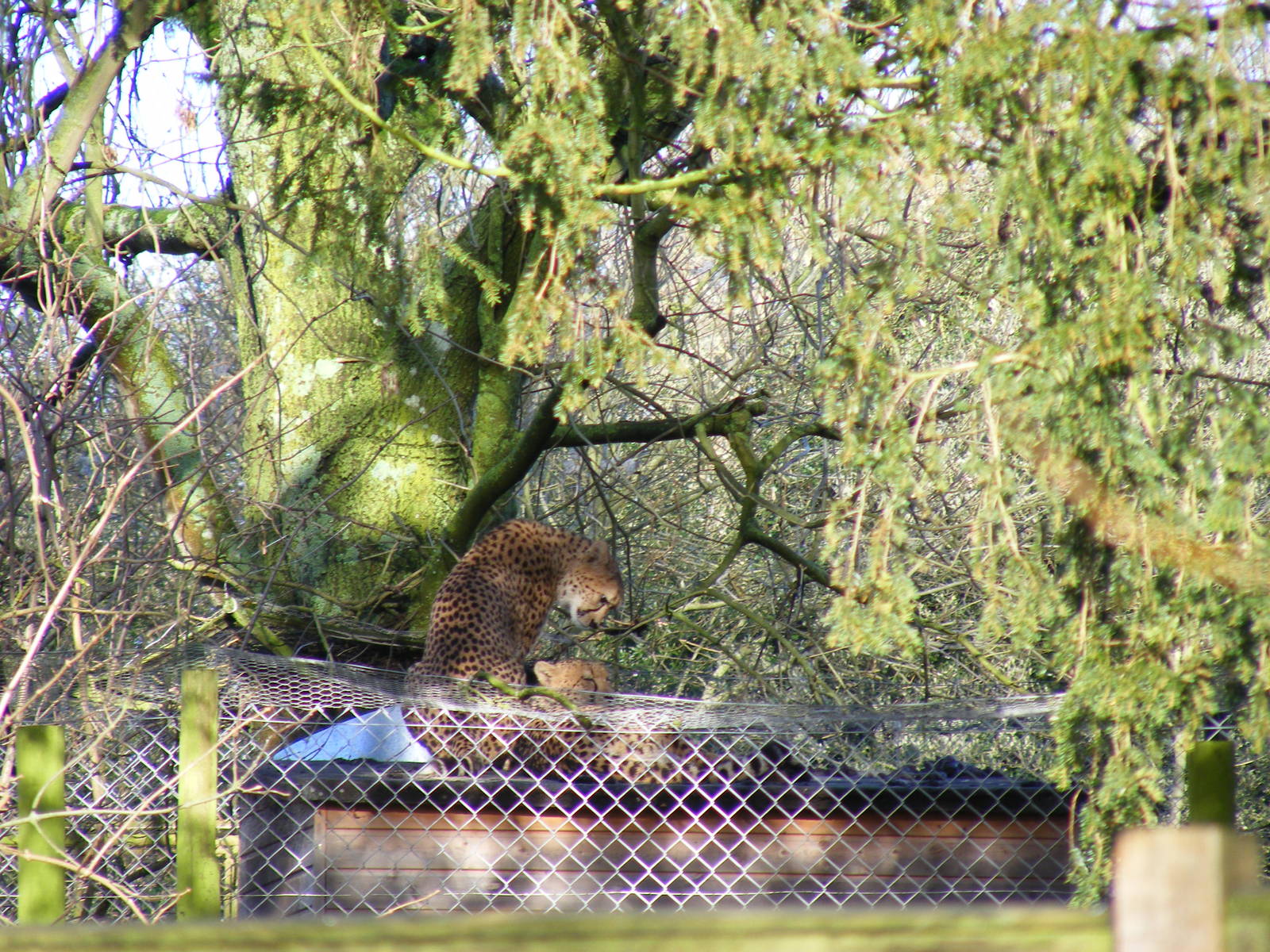 Juba and Suki the offshow cheetah sisters at Marwell Wildlife, 17 January 2