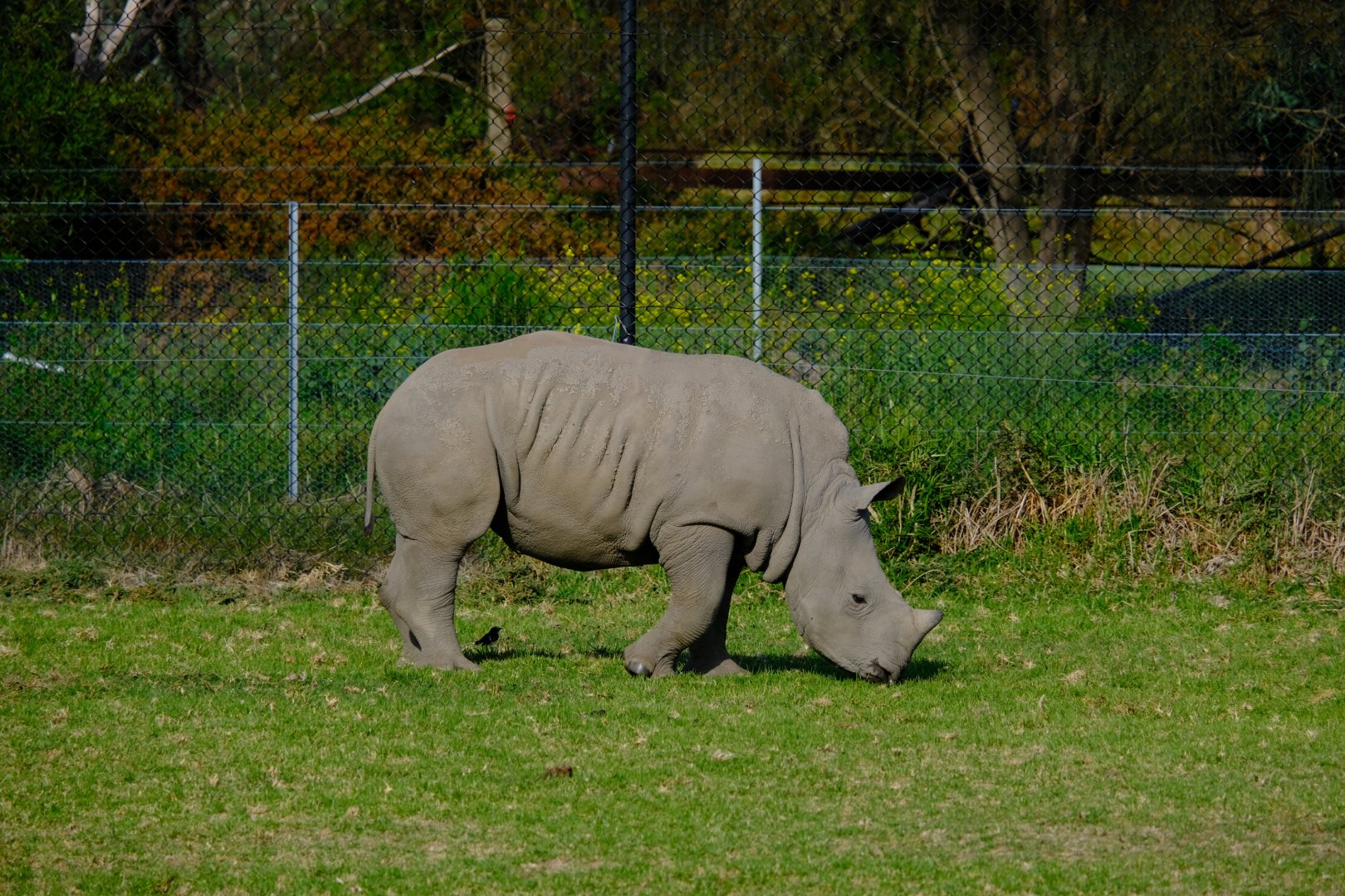 Jubalani - Werribee Open Range Zoo