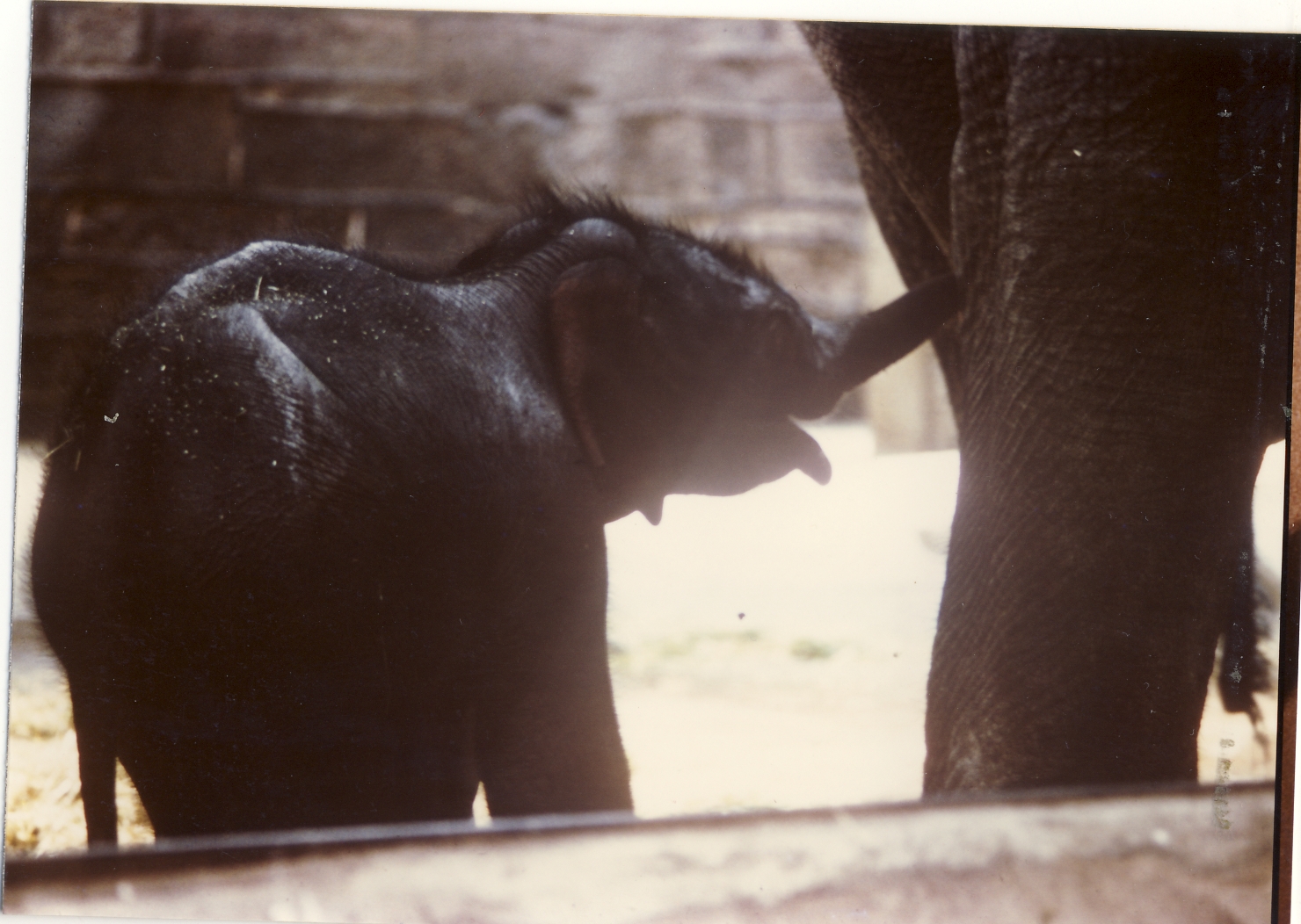 Jubilee baby Asian Elephant Chester Zoo 12 May 1977
