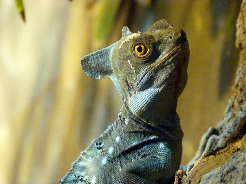 Judge's Choice - Green Crested Basilisk