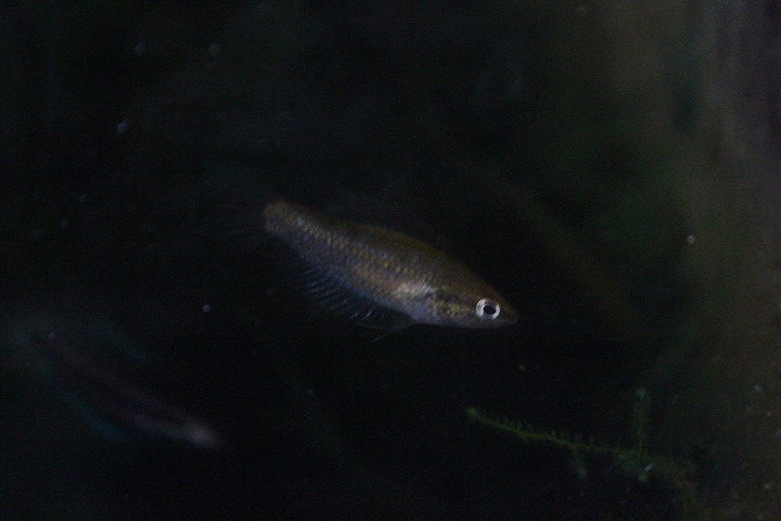 Juelinae's licorice gourami (Parosphromenus juelinae) - PCBA