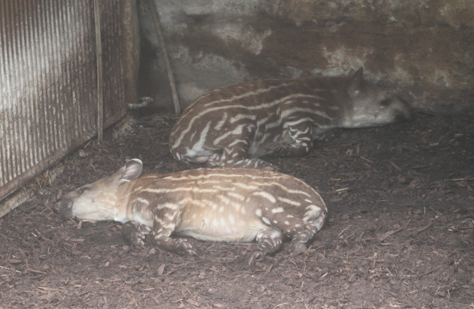 Juenile Lowland tapirs