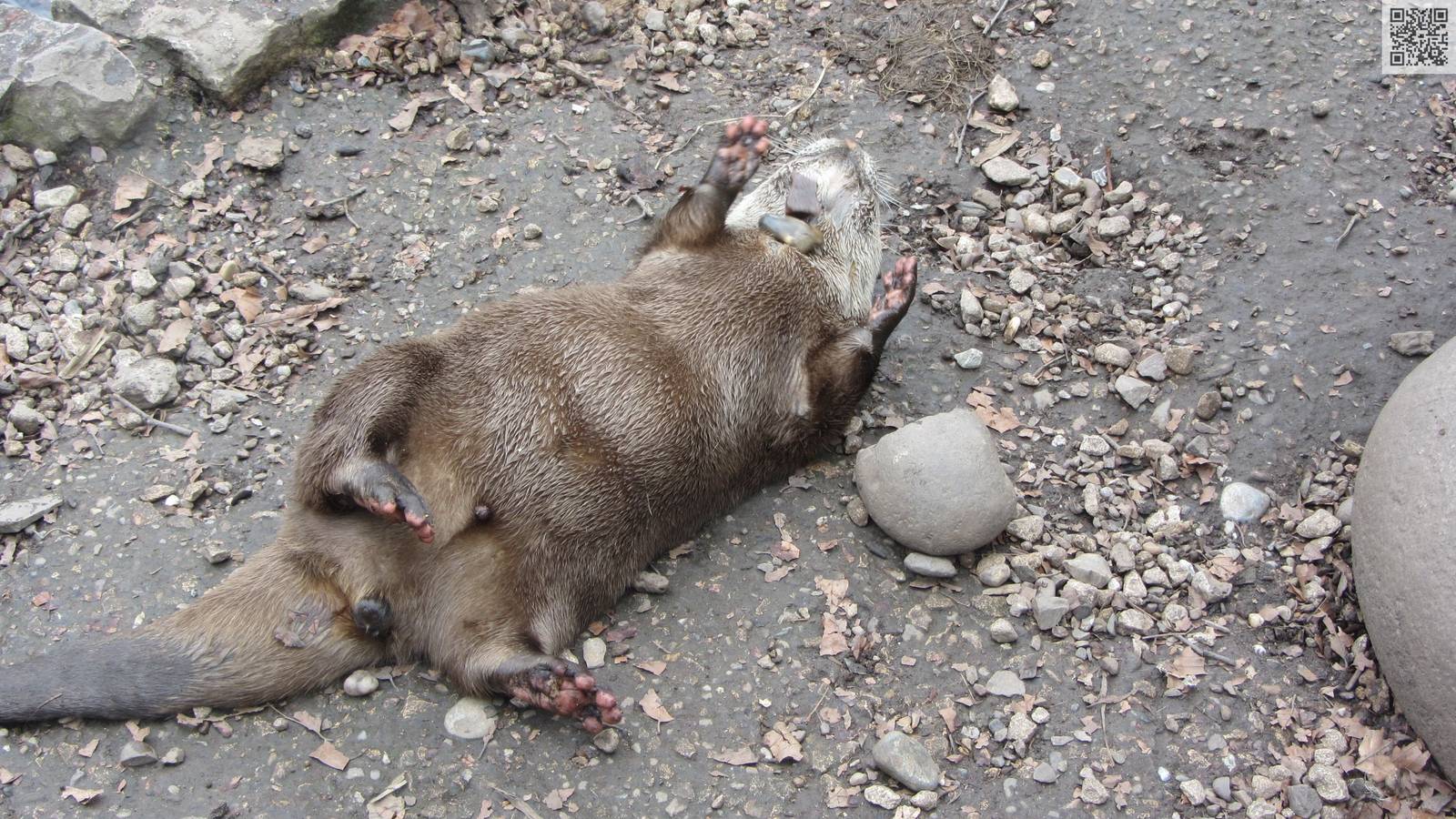 Juggling Dudley Otter