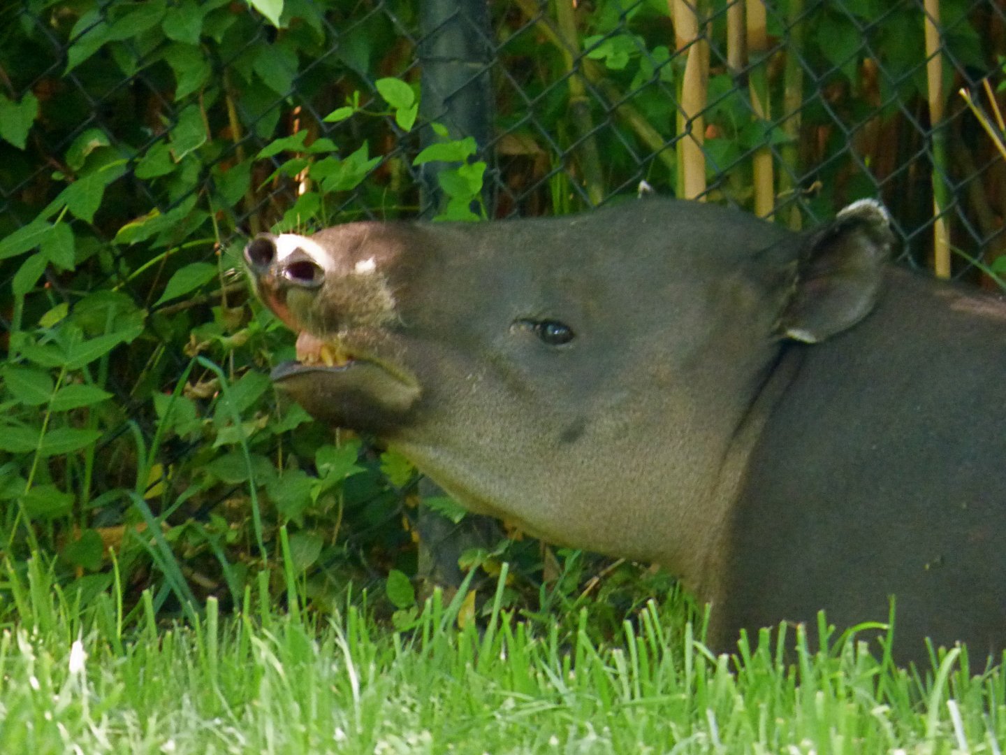 Juju, female Baird's tapir - May 2018