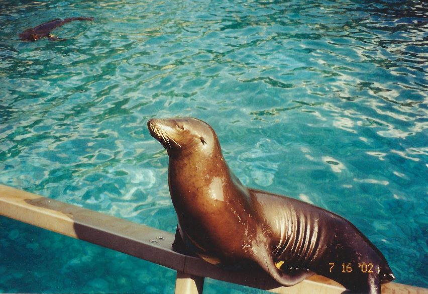 Jul. 2002 - Pacific Point - California Sea Lion + Harbor Seal