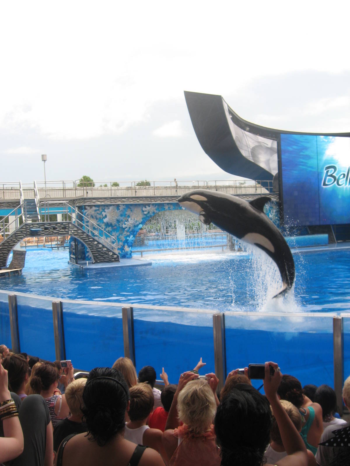 Jul. 2010-Killer Whale