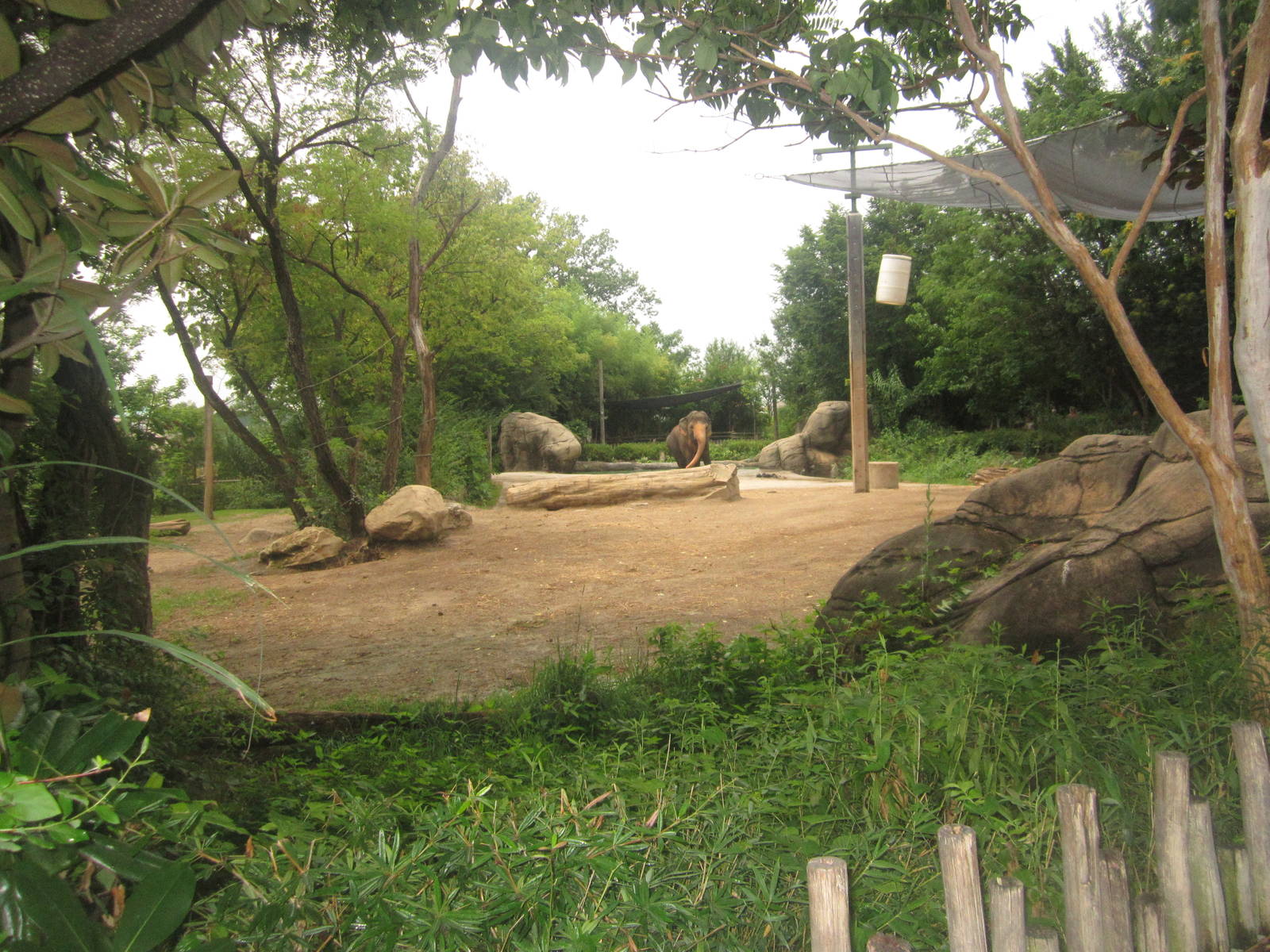 Jul. 2012-1.5 acre Indian Elephant female exhibit