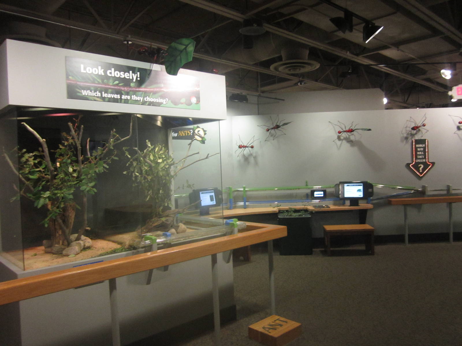 Jul. 2012-2nd Leaf-cutter Ant Station