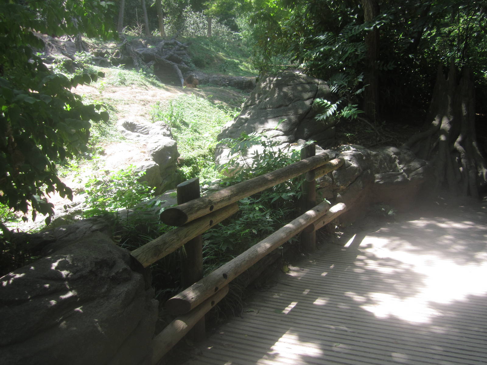 Jul. 2012-3rd Sumatran Orangutan exhibit viewing