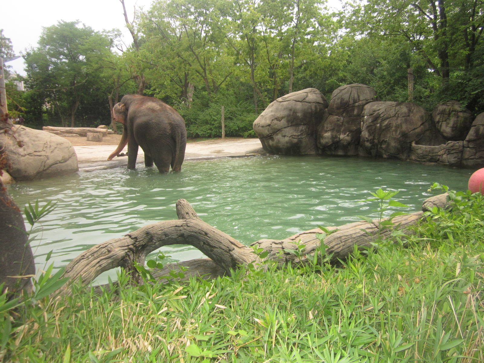 Jul. 2012-60,000 gallon pool in the female Indian Elephant yard