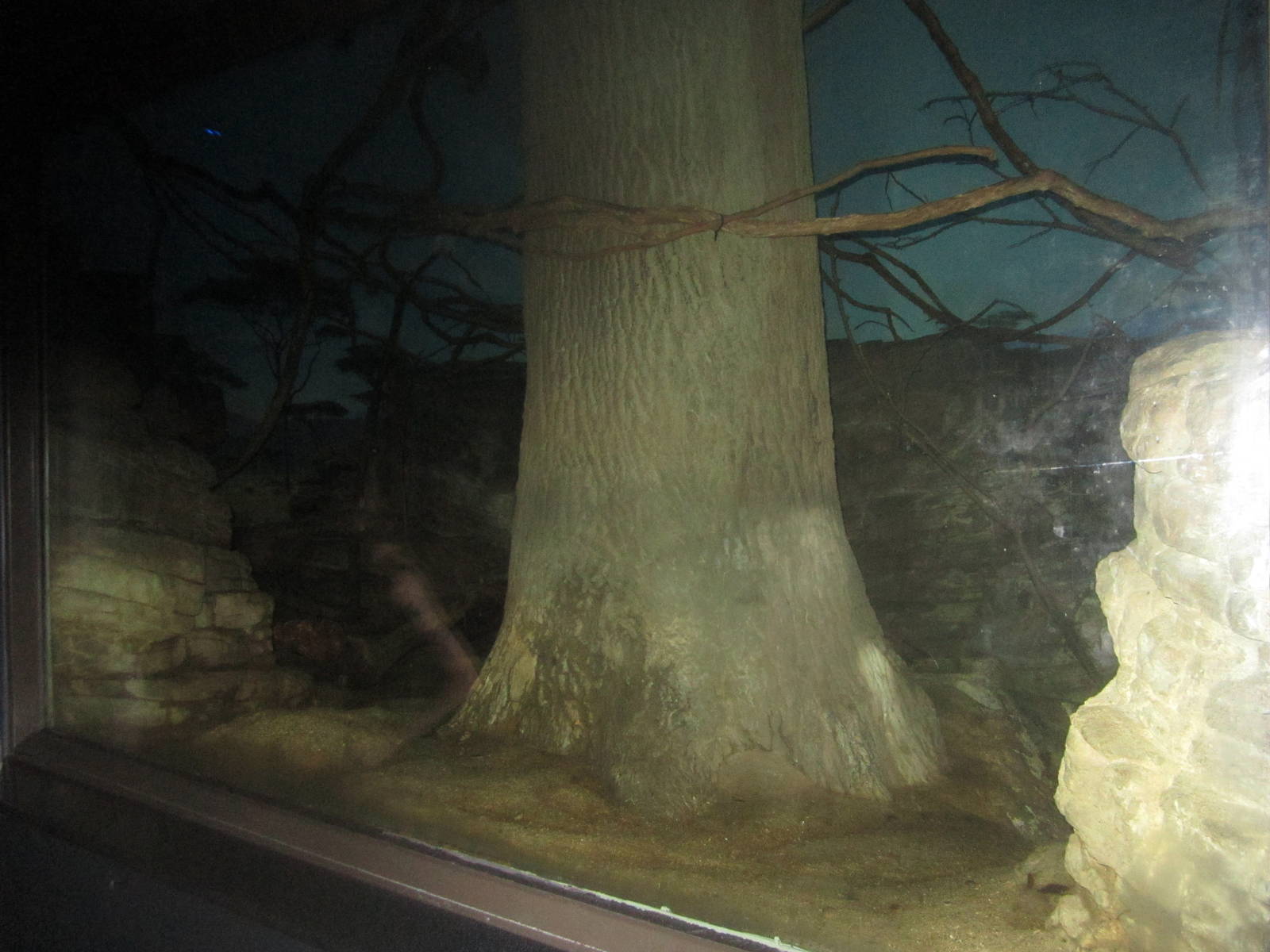 Jul. 2012-Aardvark/Greater Bushbaby/Giant Fruit Bat exhibit (middle viewing