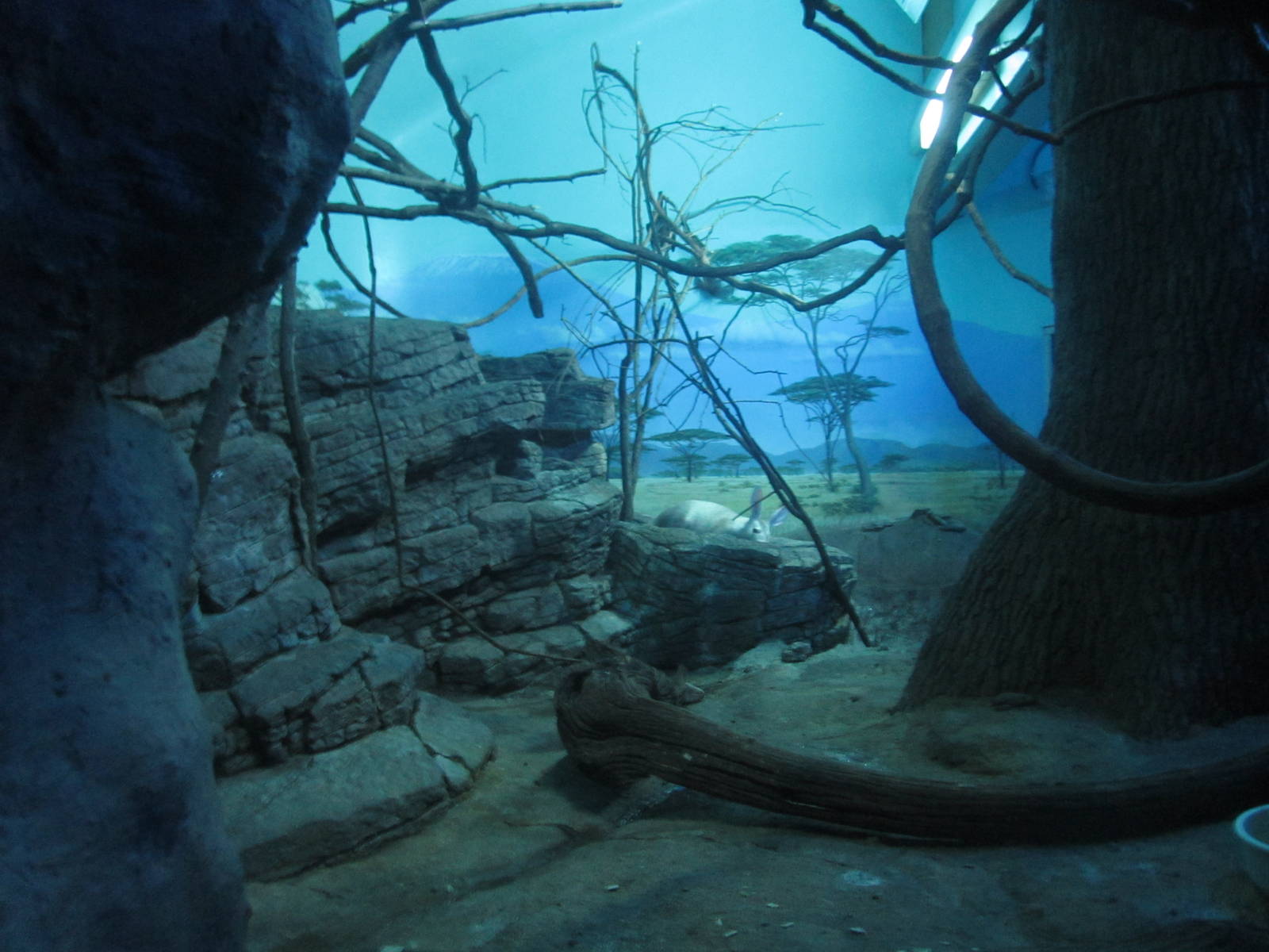 Jul. 2012-Aardvark/Greater Bushbaby/Giant Fruit Bat exhibit