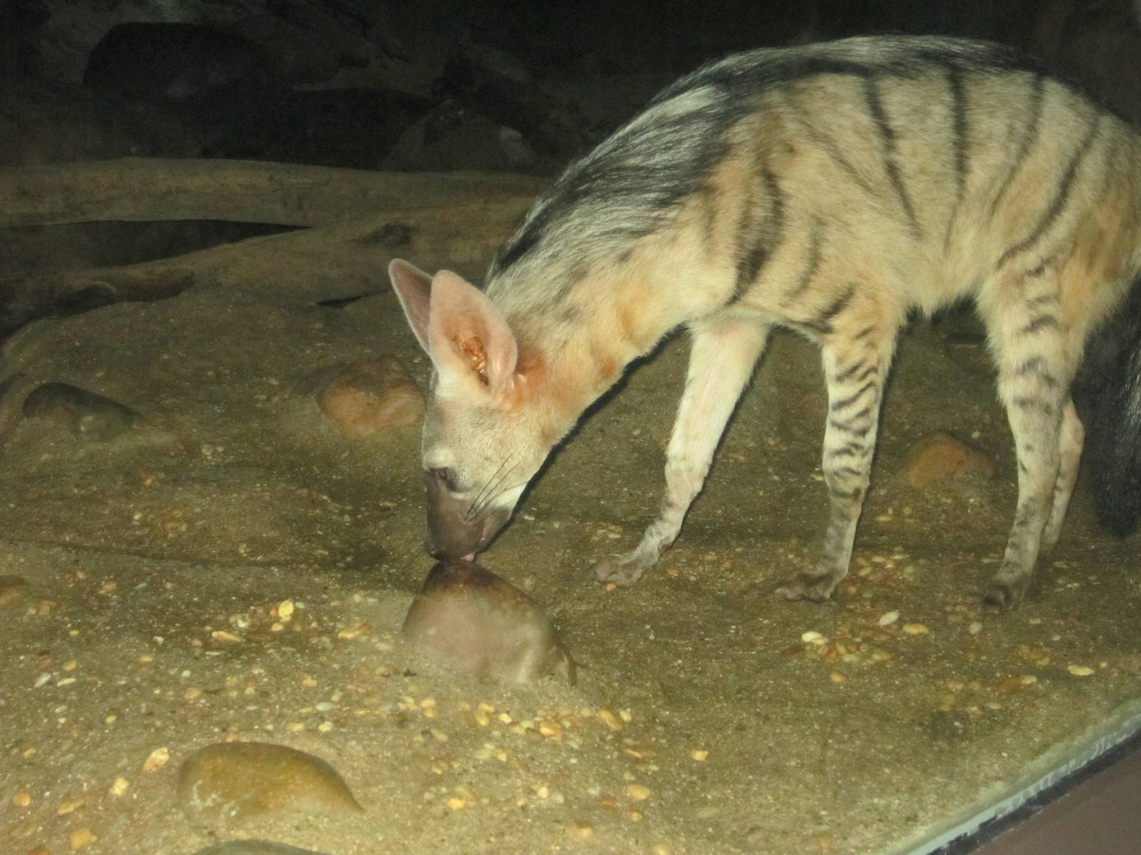 Jul. 2012-Aardwolf