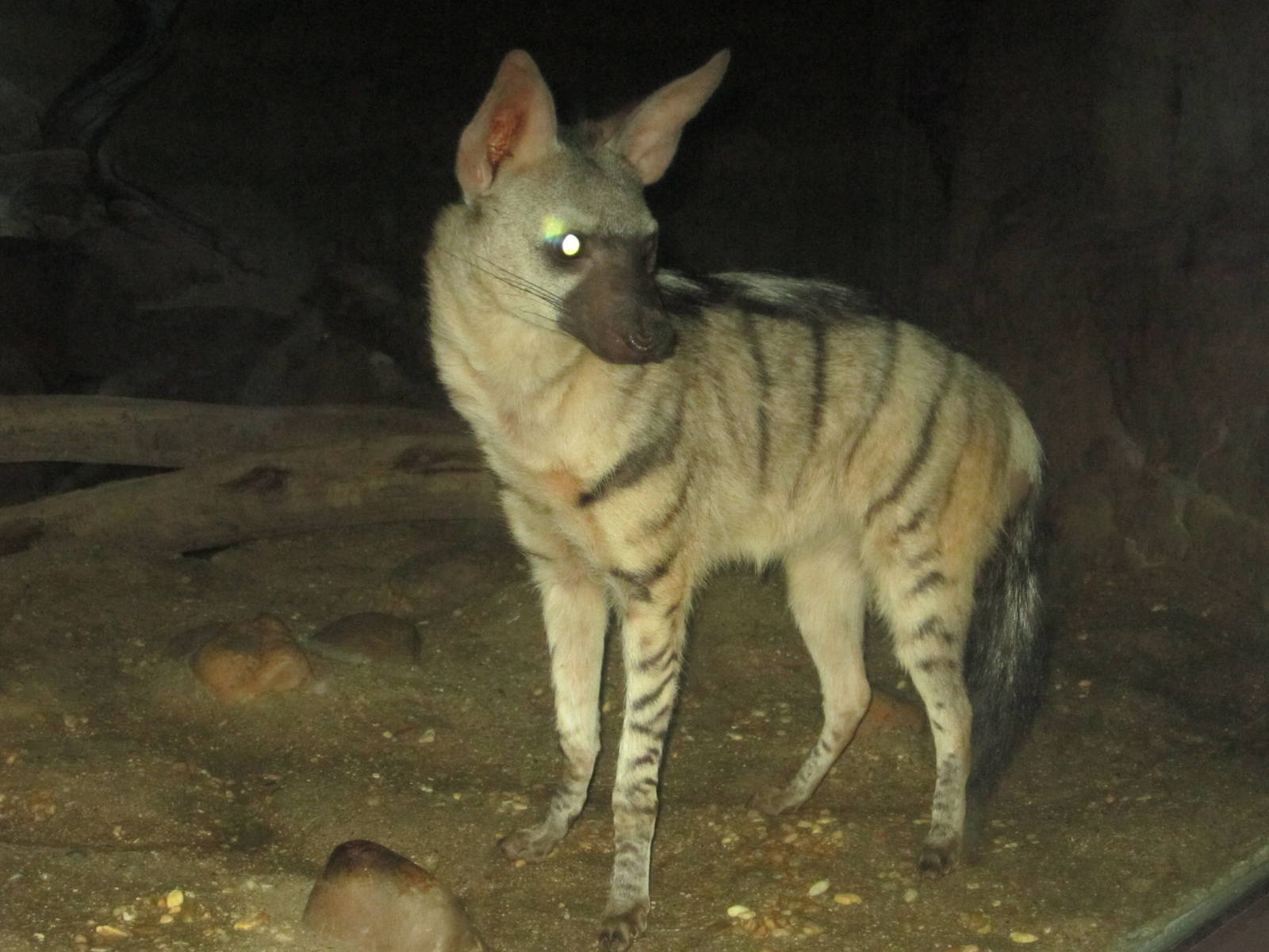 Jul. 2012-Aardwolf