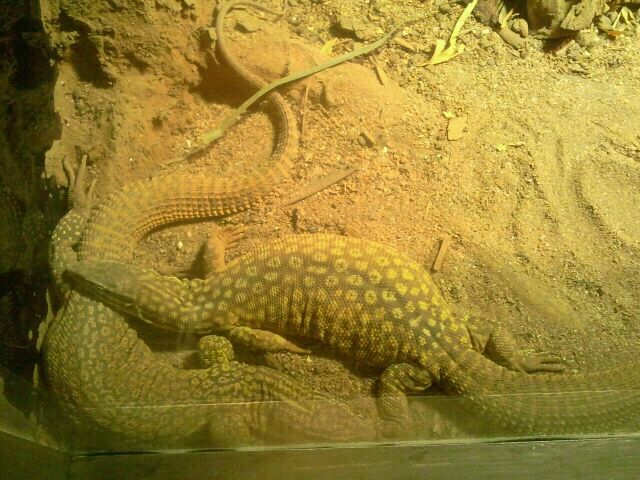 Jul. 2012-Ackies Dwarf Monitor