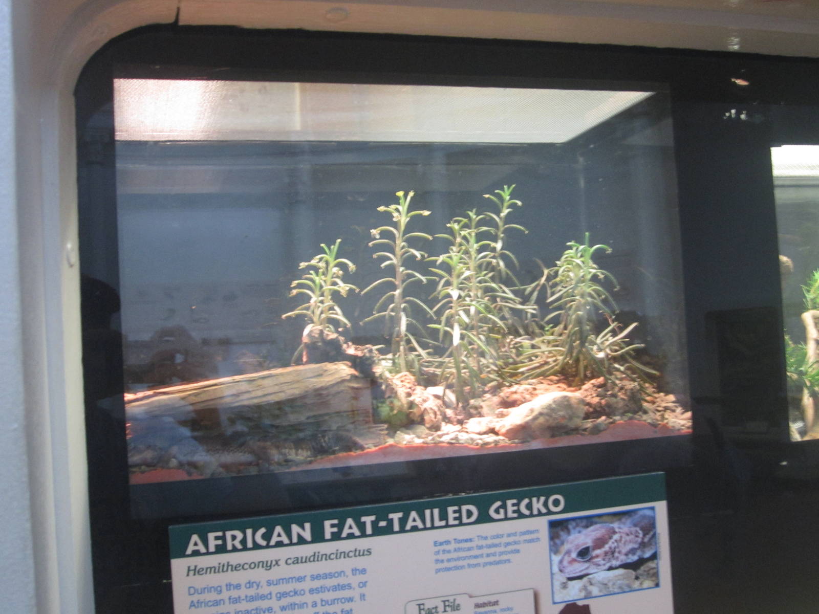 Jul. 2012-African Fat-tailed Gecko exhibit