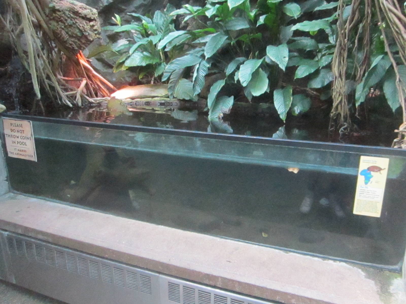 Jul. 2012-African Helmeted Turtle tank