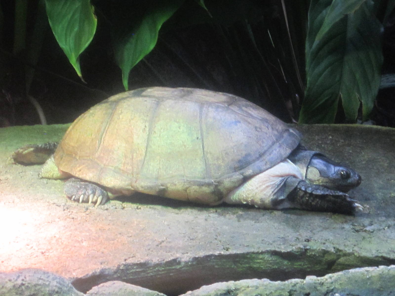 Jul. 2012-African Helmeted Turtle