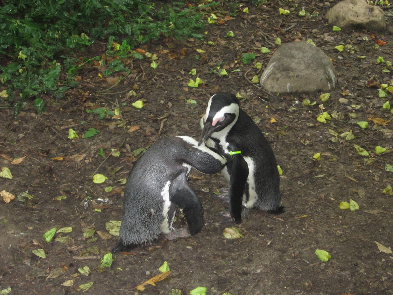 Jul. 2012-African Penguins