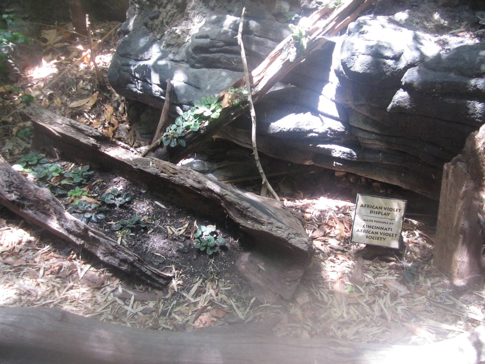 Jul. 2012-African Violet Display