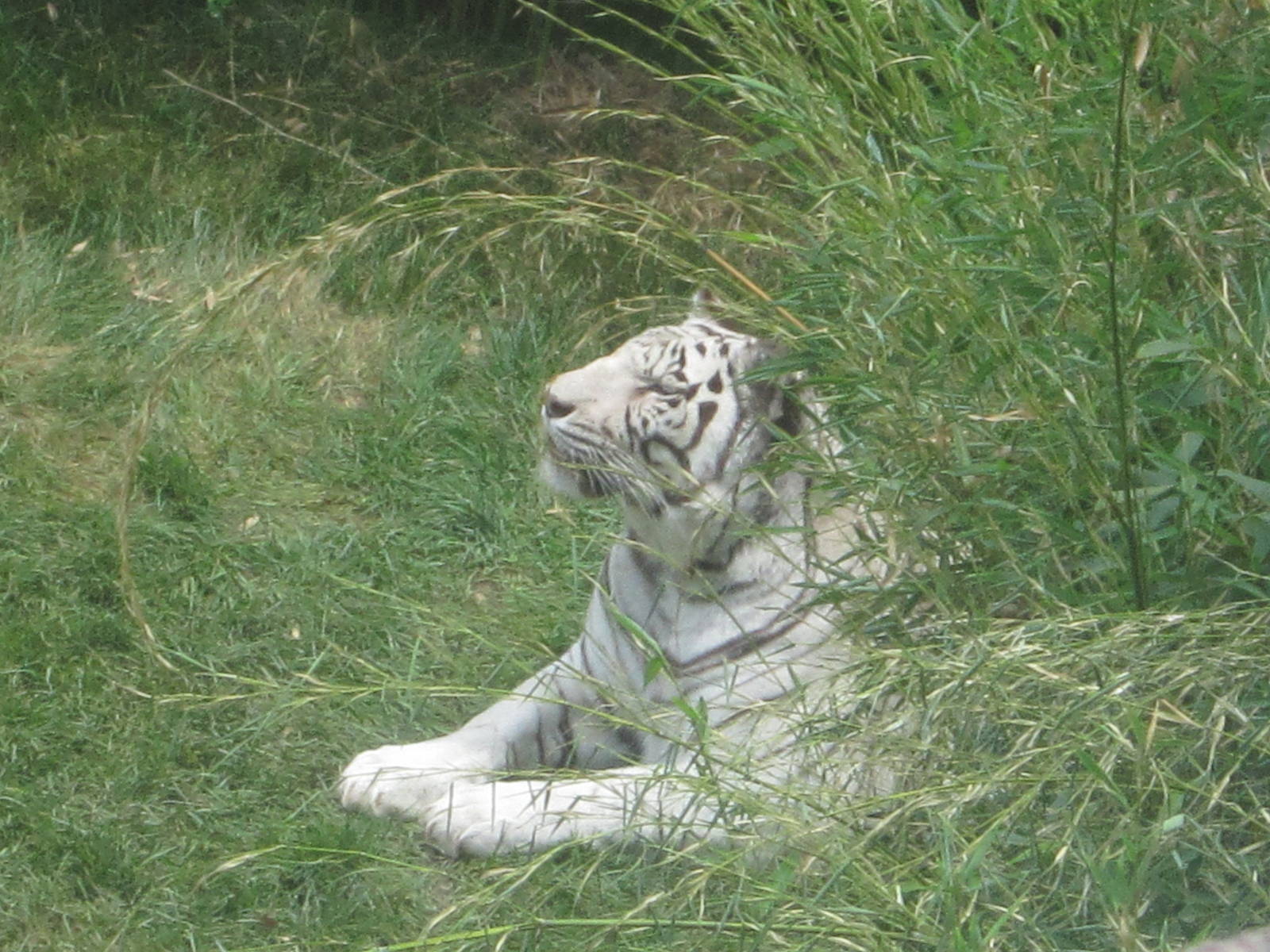 Jul. 2012-Akere, the White Tiger