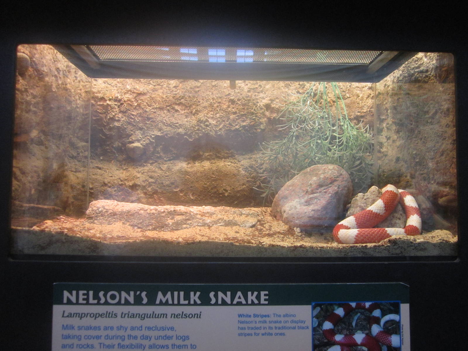 Jul. 2012-Albino Nelson's Milk Snake exhibit
