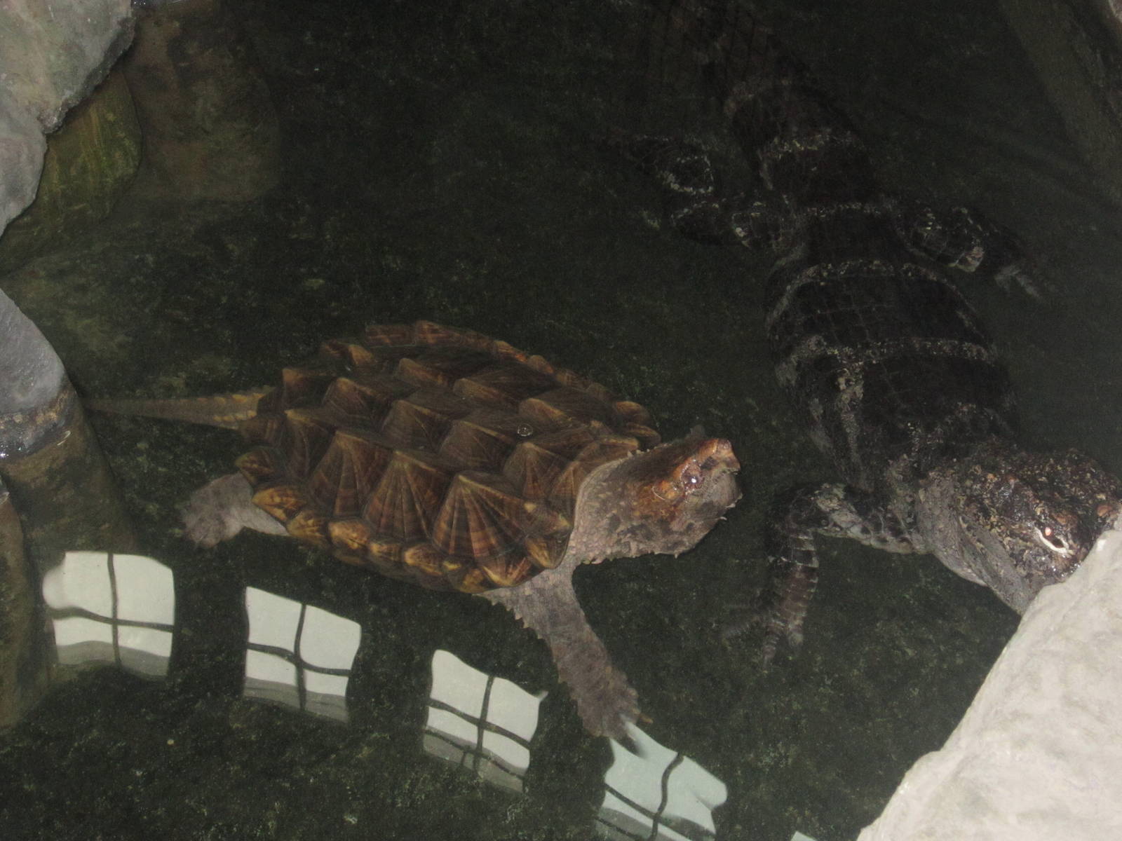 Jul. 2012-Alligator Snapping Turtle and Chinese Alligator