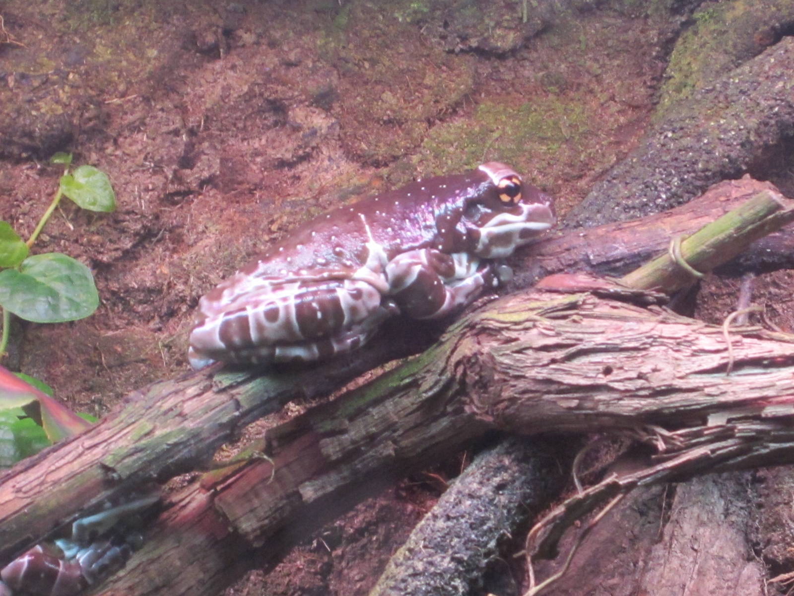 Jul. 2012-Amazon Milk Frog