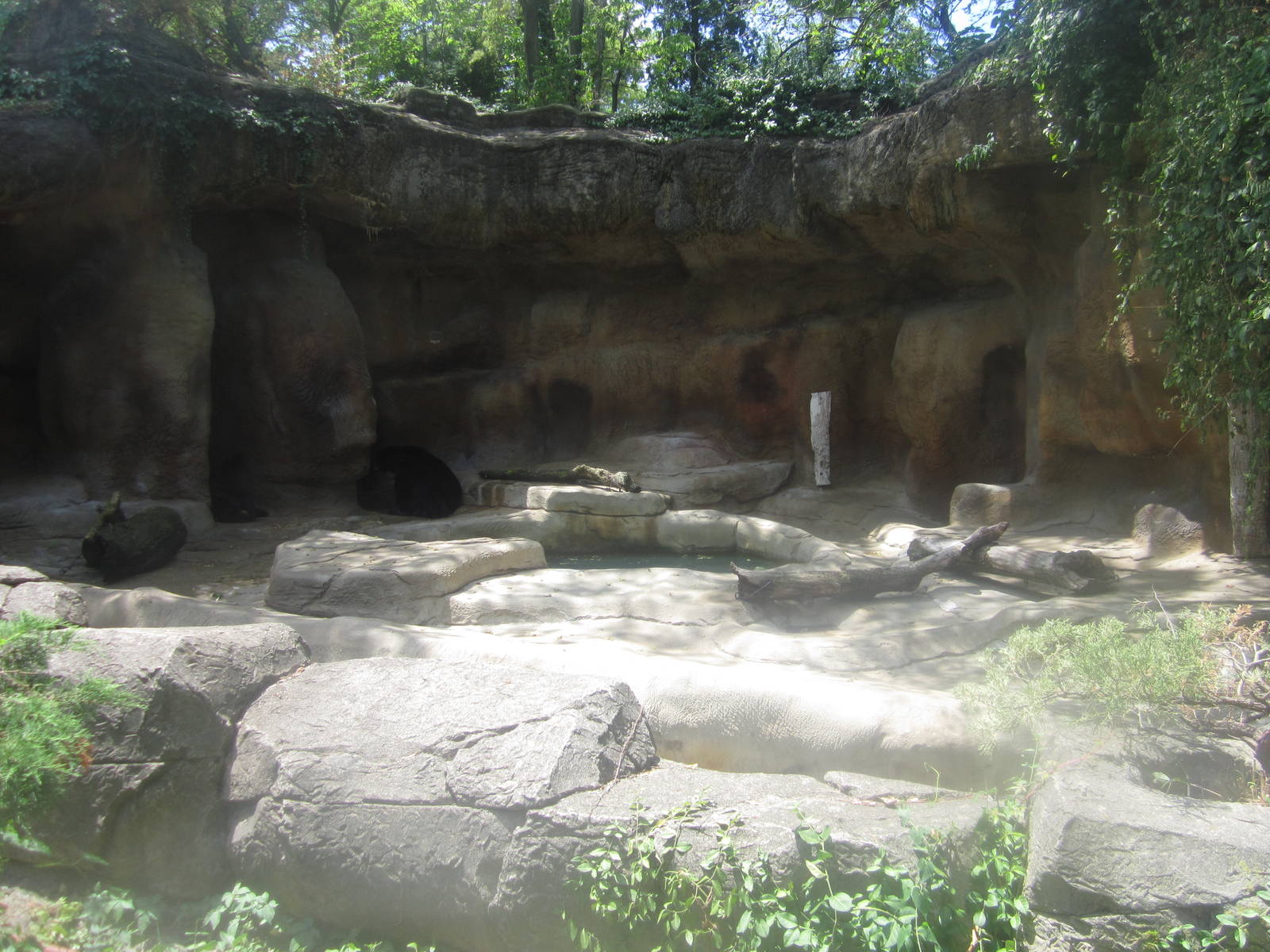 Jul. 2012-American Black Bear exhibit