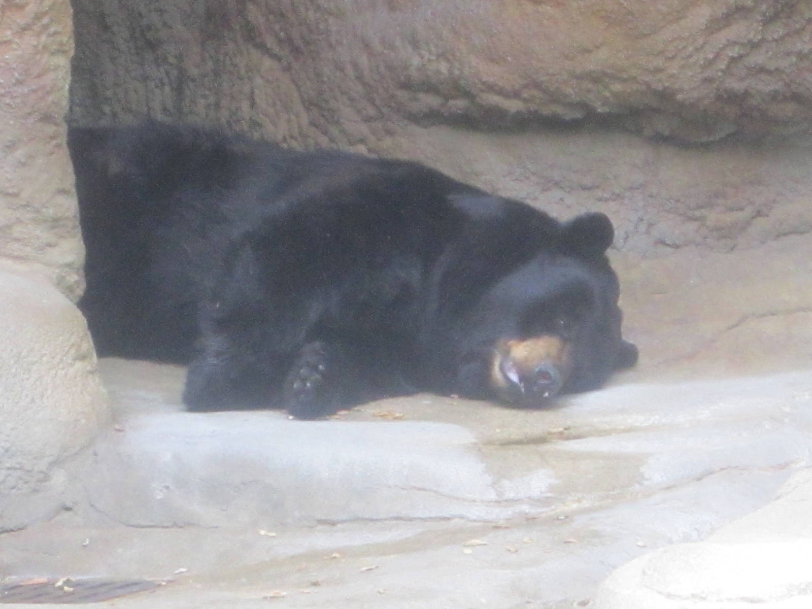 Jul. 2012-American Black Bear