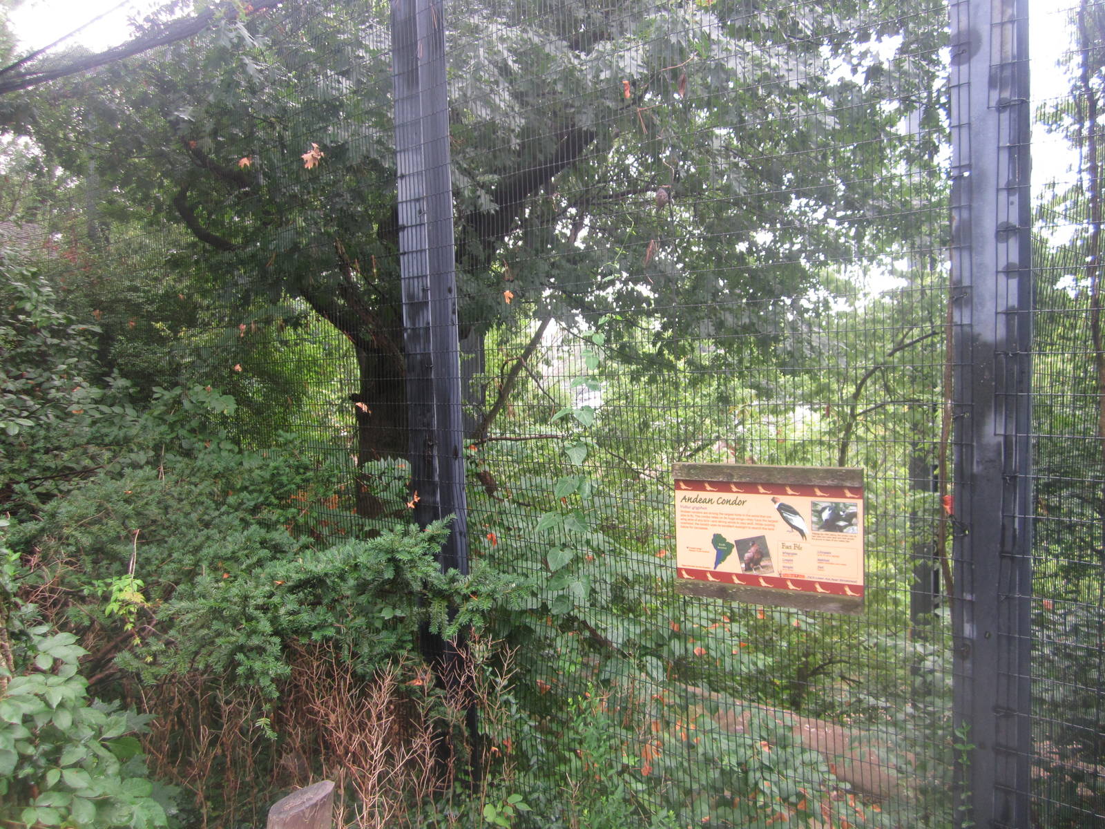Jul. 2012-Andean Condor aviary