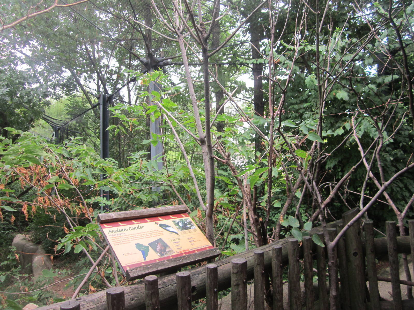 Jul. 2012-Andean Condor aviary
