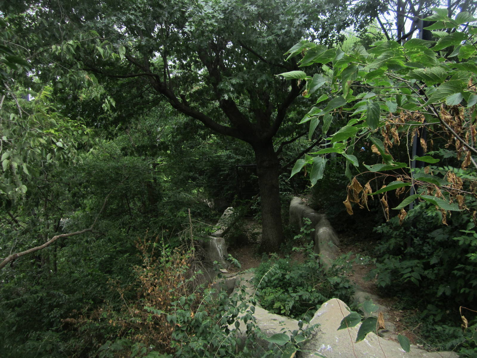 Jul. 2012-Andean Condor aviary